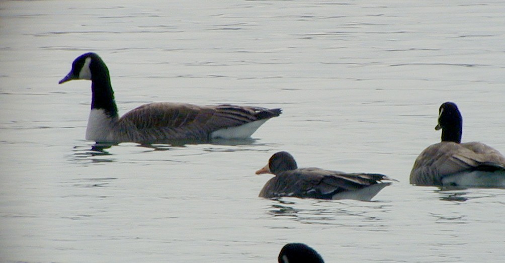 Greater White-fronted Goose - ML72331851