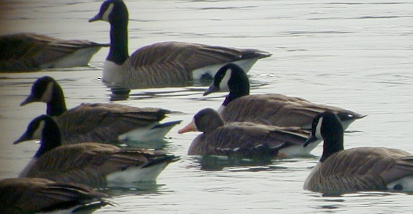 Greater White-fronted Goose - ML72331861