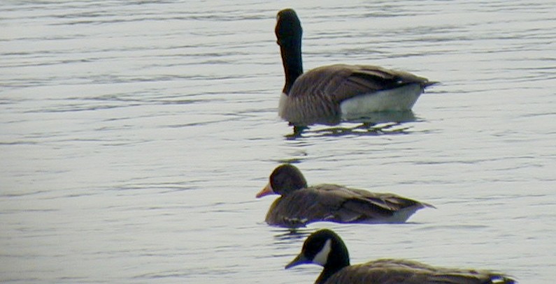 Greater White-fronted Goose - ML72331871