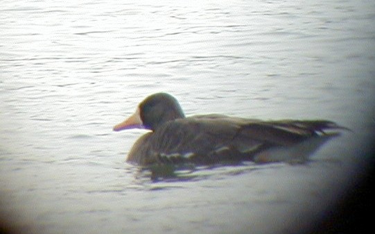 Greater White-fronted Goose - ML72331881