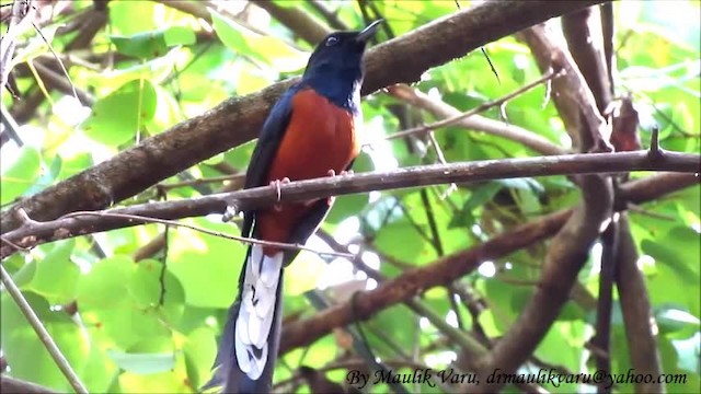 White-rumped Shama (White-rumped) - ML723319