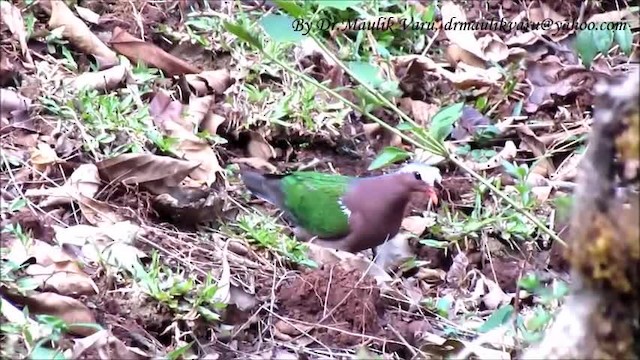 Palomita Esmeralda Cabecigrís - ML723320