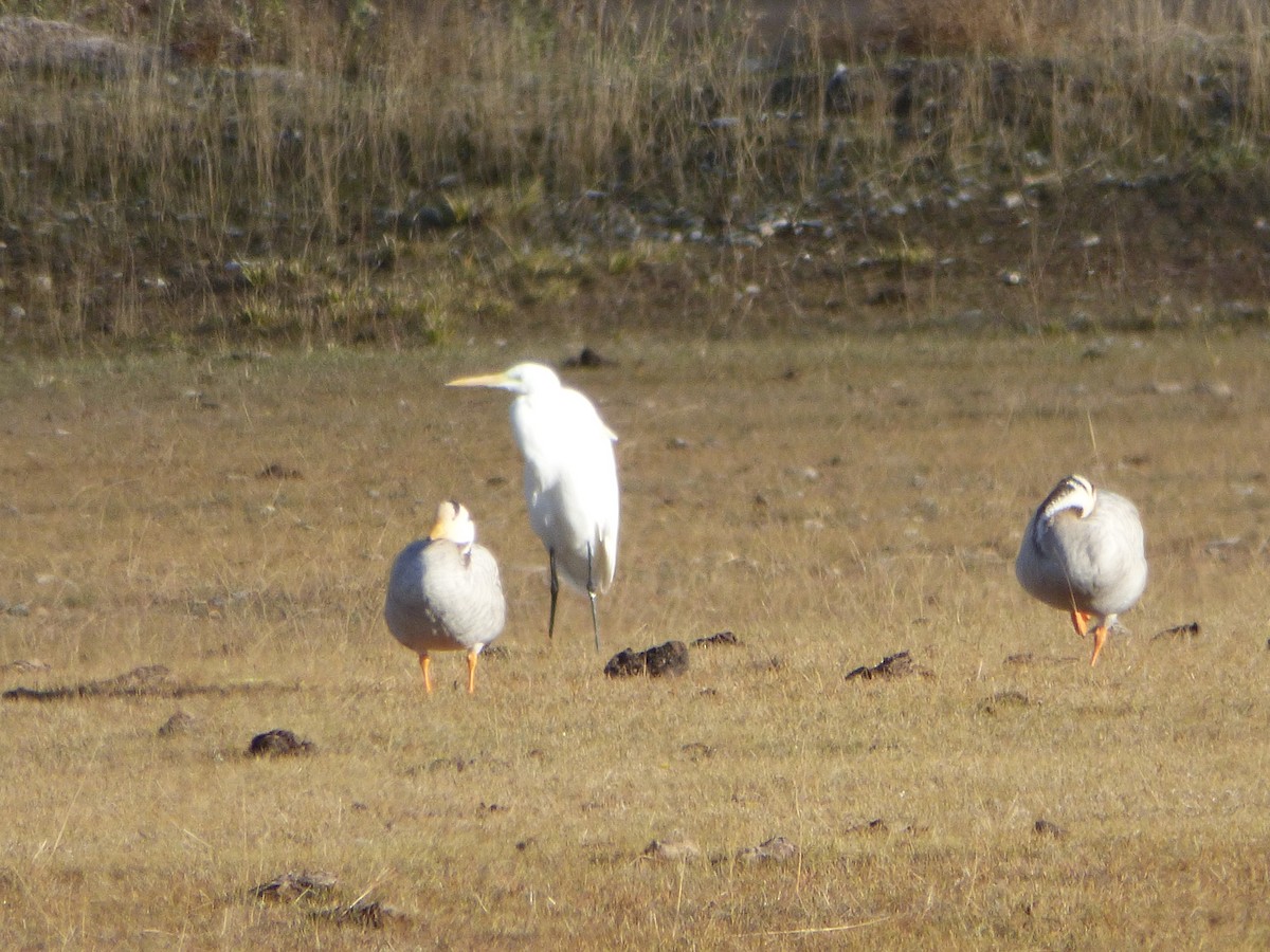 Grande Aigrette - ML72332201