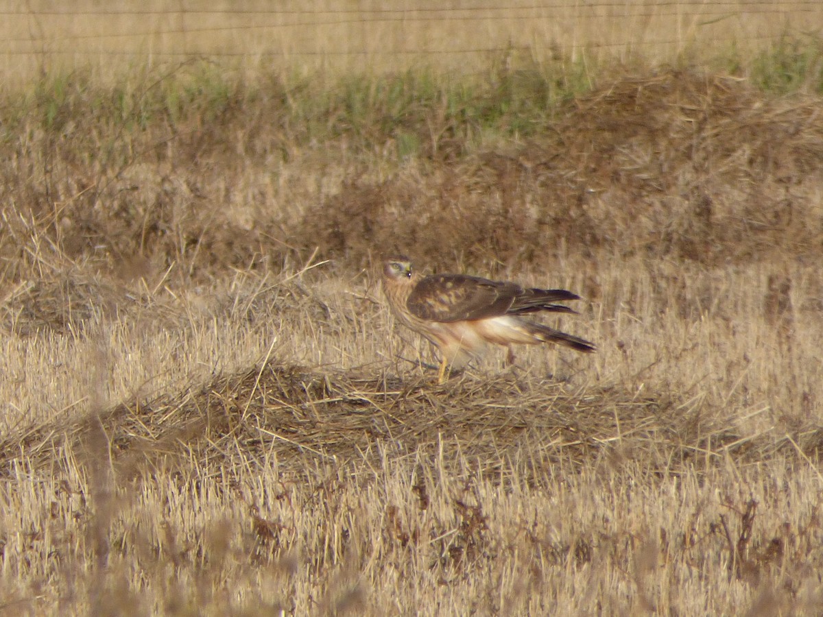 Hen Harrier - ML72332491