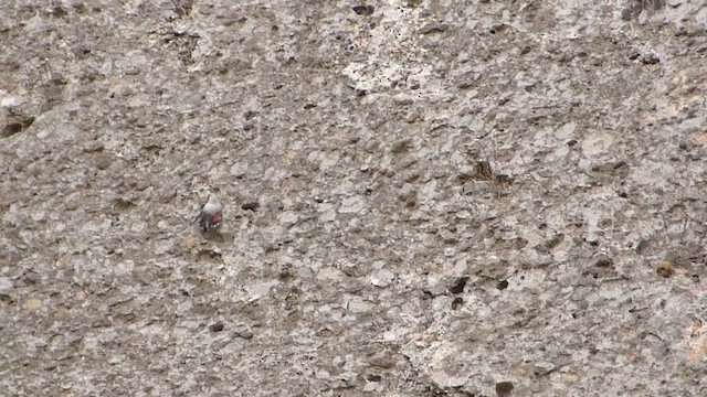 Wallcreeper - ML723326