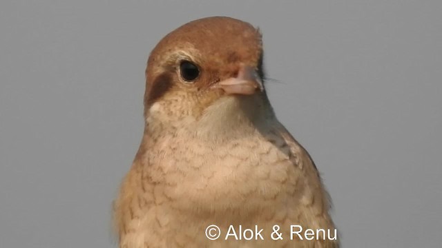 モウコアカモズ（arenarius／tsaidamensis） - eBird