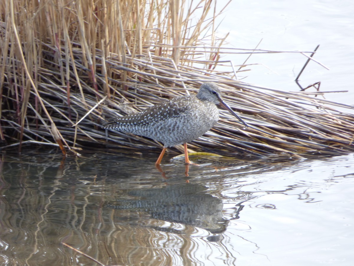 Spotted Redshank - ML72333251