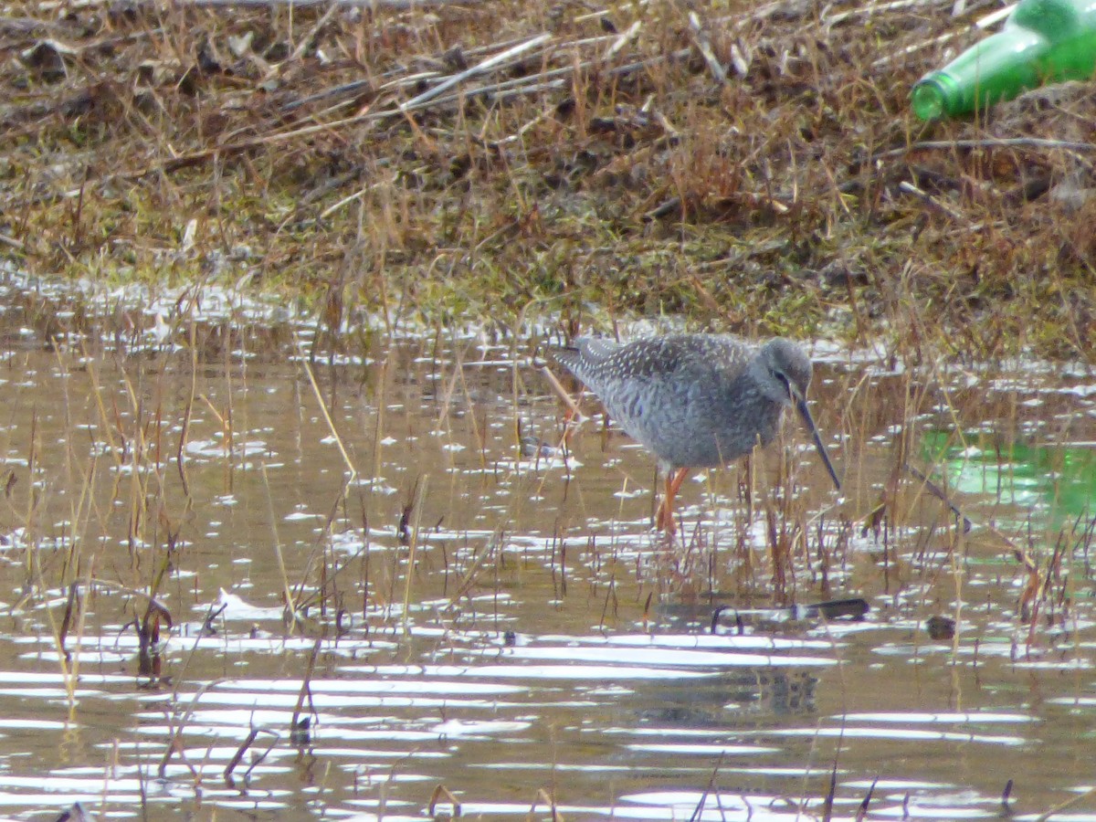 Spotted Redshank - ML72333261