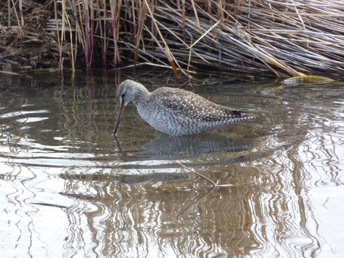 Spotted Redshank - ML72333271