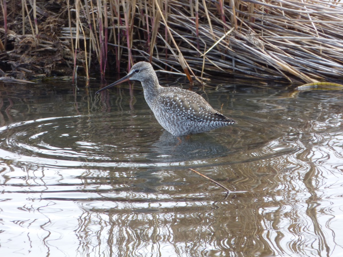 Spotted Redshank - ML72333301