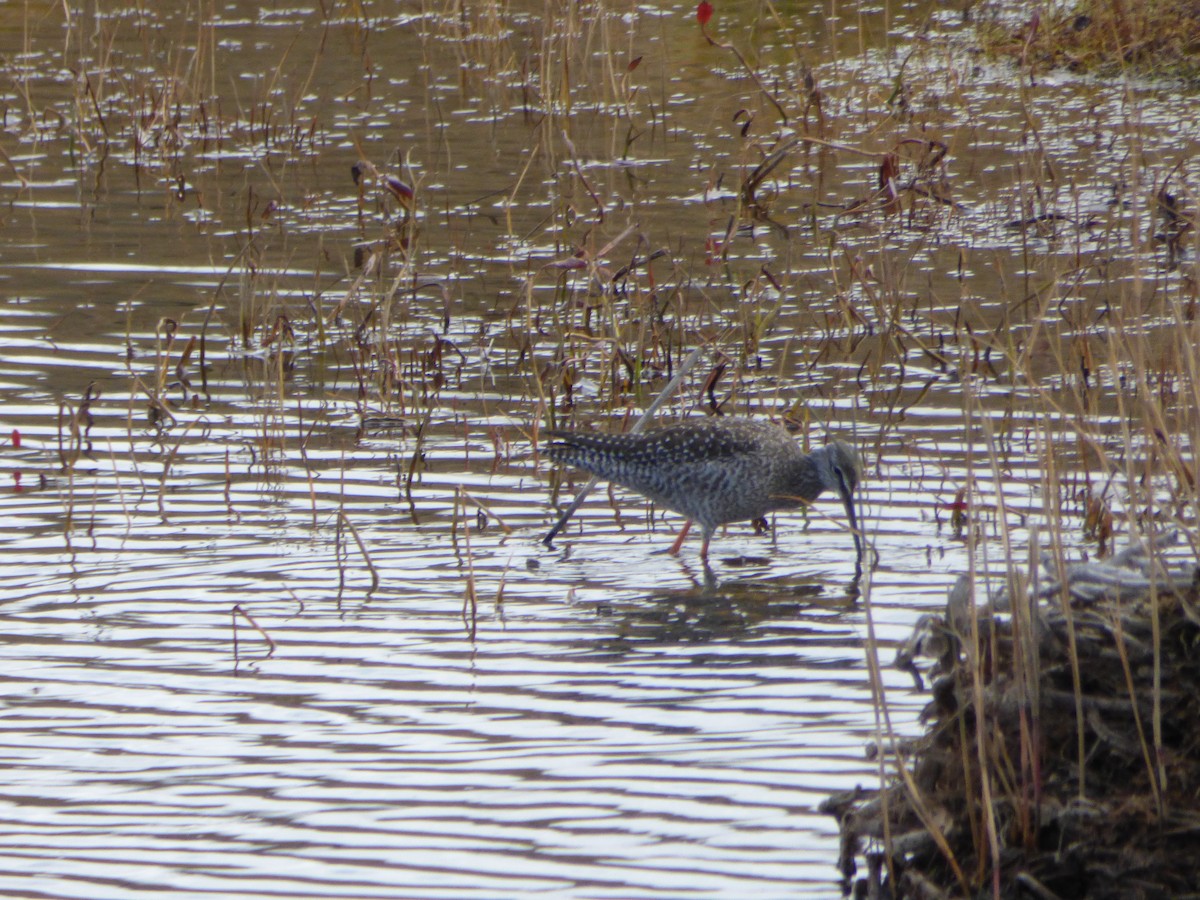 Spotted Redshank - ML72333321