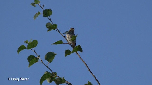 Purple Finch (Eastern) - ML723334