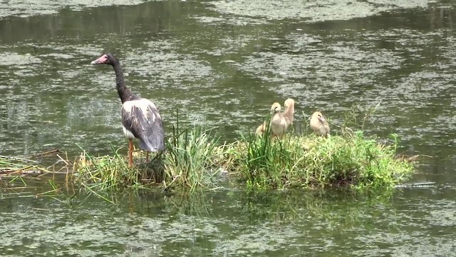 Magpie Goose - ML723340