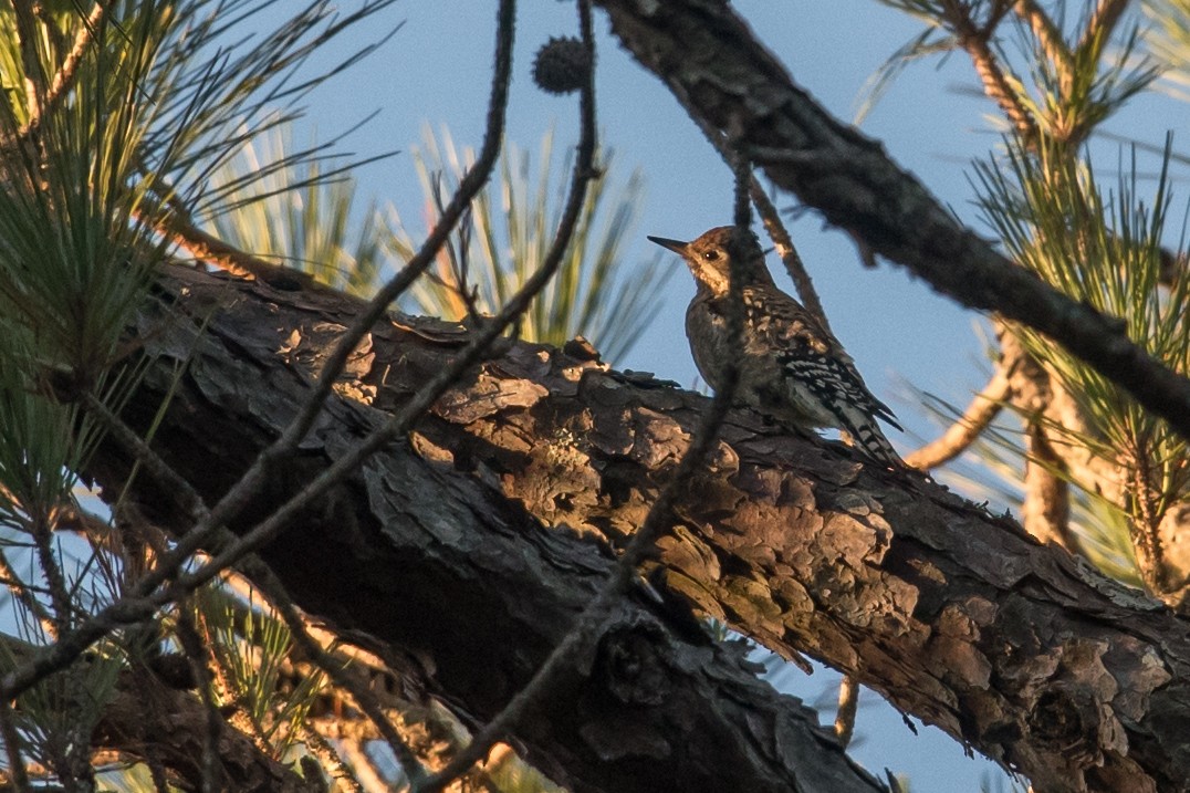 Yellow-bellied Sapsucker - ML72334051