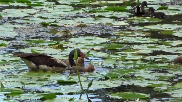 Magpie Goose - ML723341