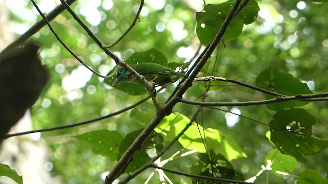 Yellow-fronted Barbet - ML723343