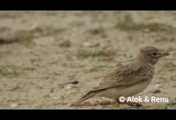 Sand Lark - ML723344