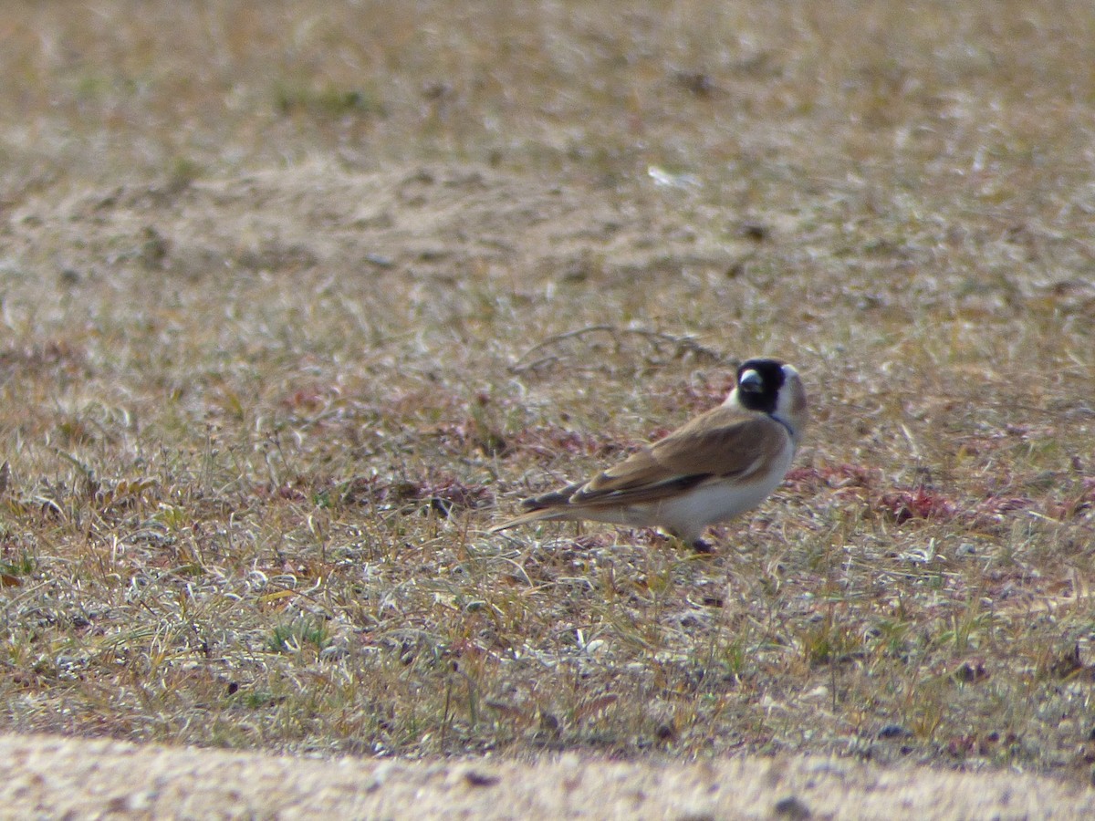 Pere David's Snowfinch - Philip Steiner
