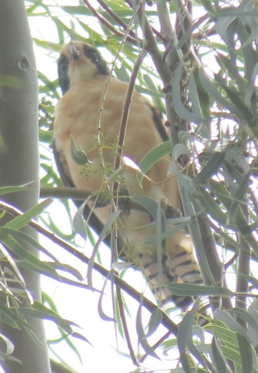 Laughing Falcon - ML72334671