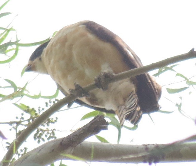 Laughing Falcon - ML72334681