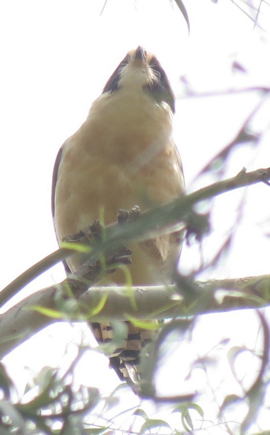 Laughing Falcon - ML72334741