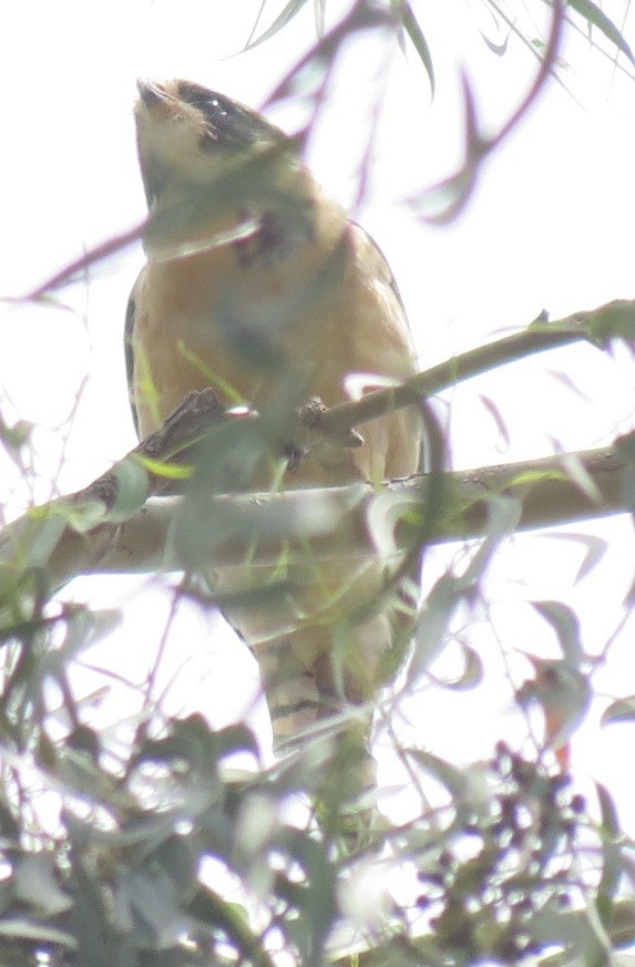 Laughing Falcon - ML72334761