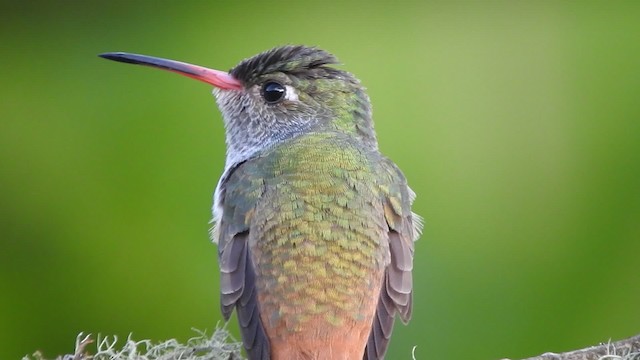 Amazilia Hummingbird (White-throated) - ML723353