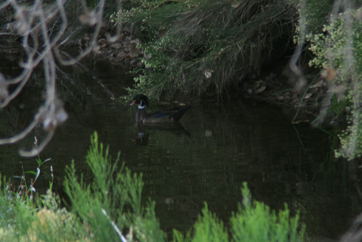 Wood Duck - ML72335321