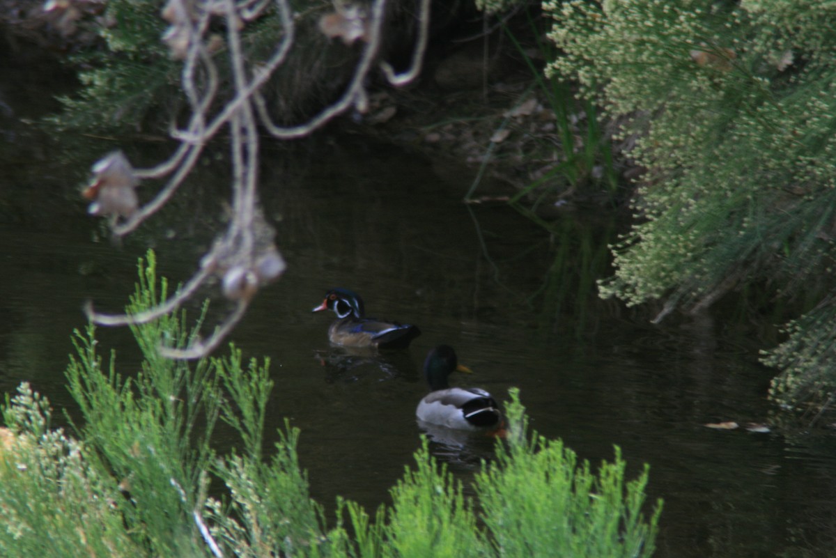 Wood Duck - ML72335421