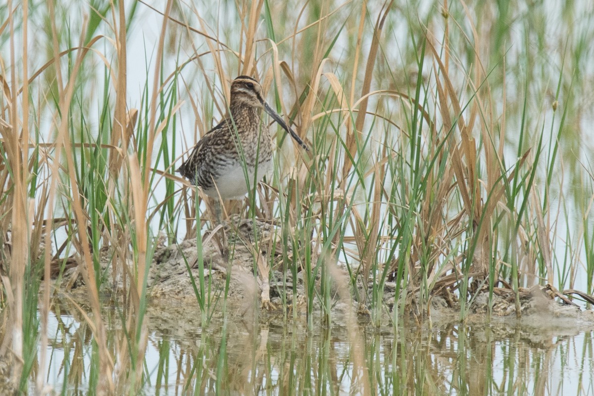 Wilson's Snipe - ML72335681