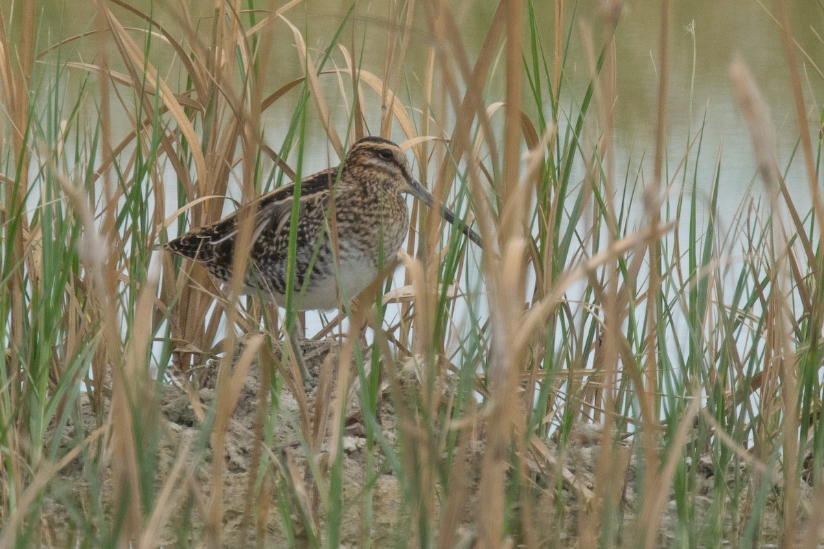 Wilson's Snipe - Nancy Christensen