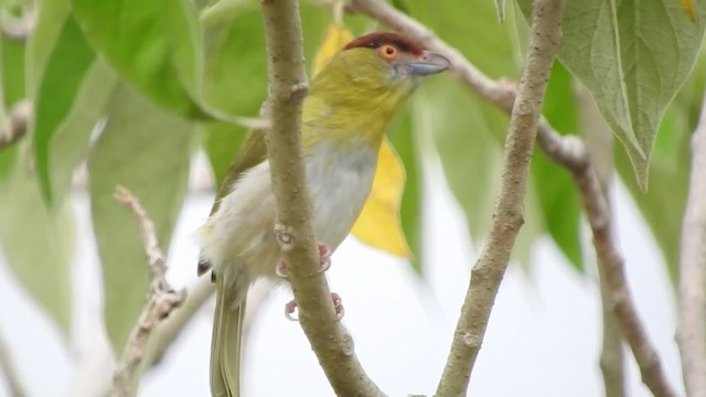 Rufous-browed Peppershrike - ML723357