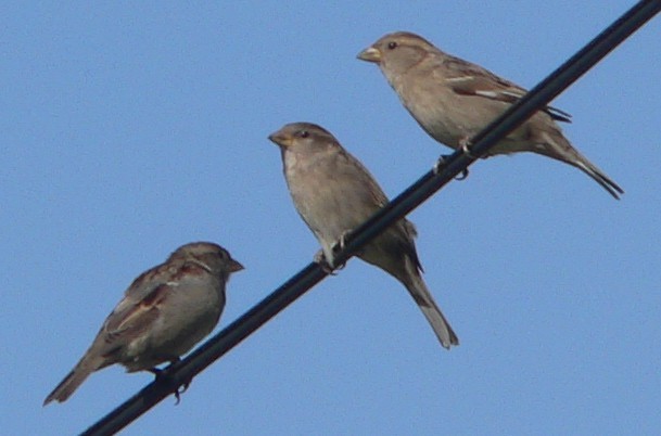 דרור הבית - ML72336931