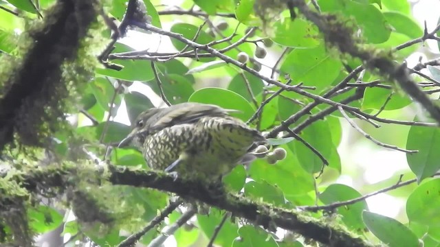 Scaled Fruiteater - ML723374