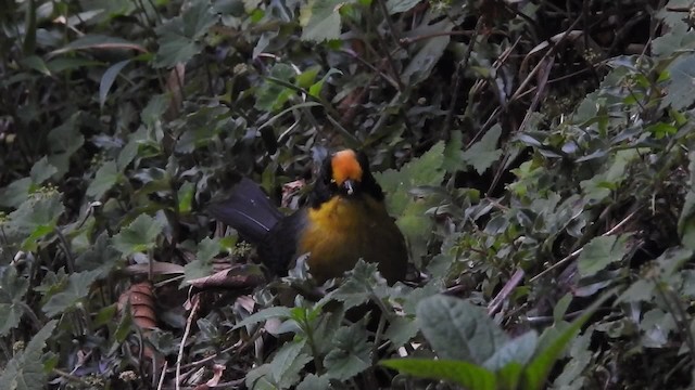 Pale-naped Brushfinch - ML723380