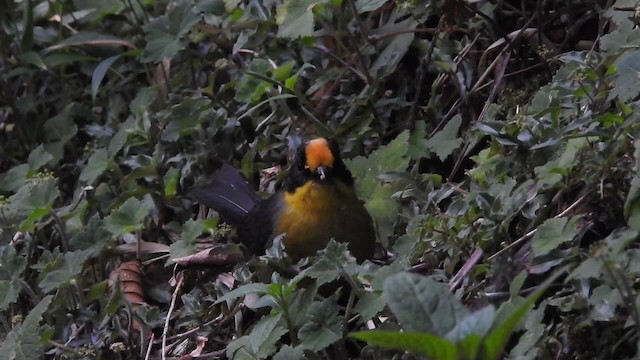 Pale-naped Brushfinch - ML723380