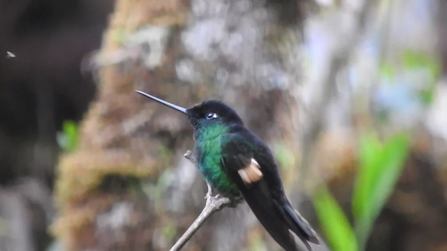 Buff-winged Starfrontlet - ML723381