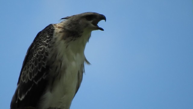 Black-and-chestnut Eagle - ML723382