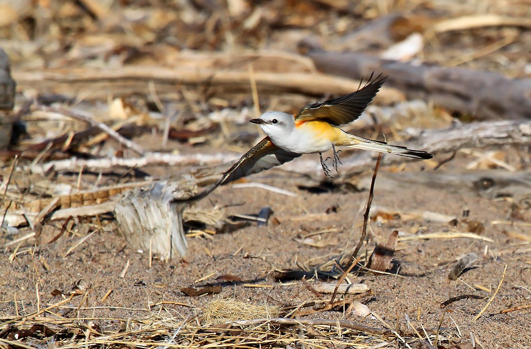 Scissor-tailed Flycatcher - ML72339881