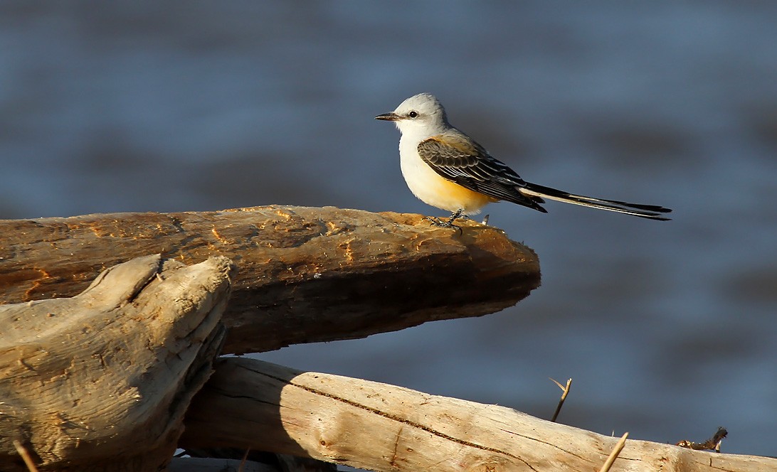 Scissor-tailed Flycatcher - Ryan Brady