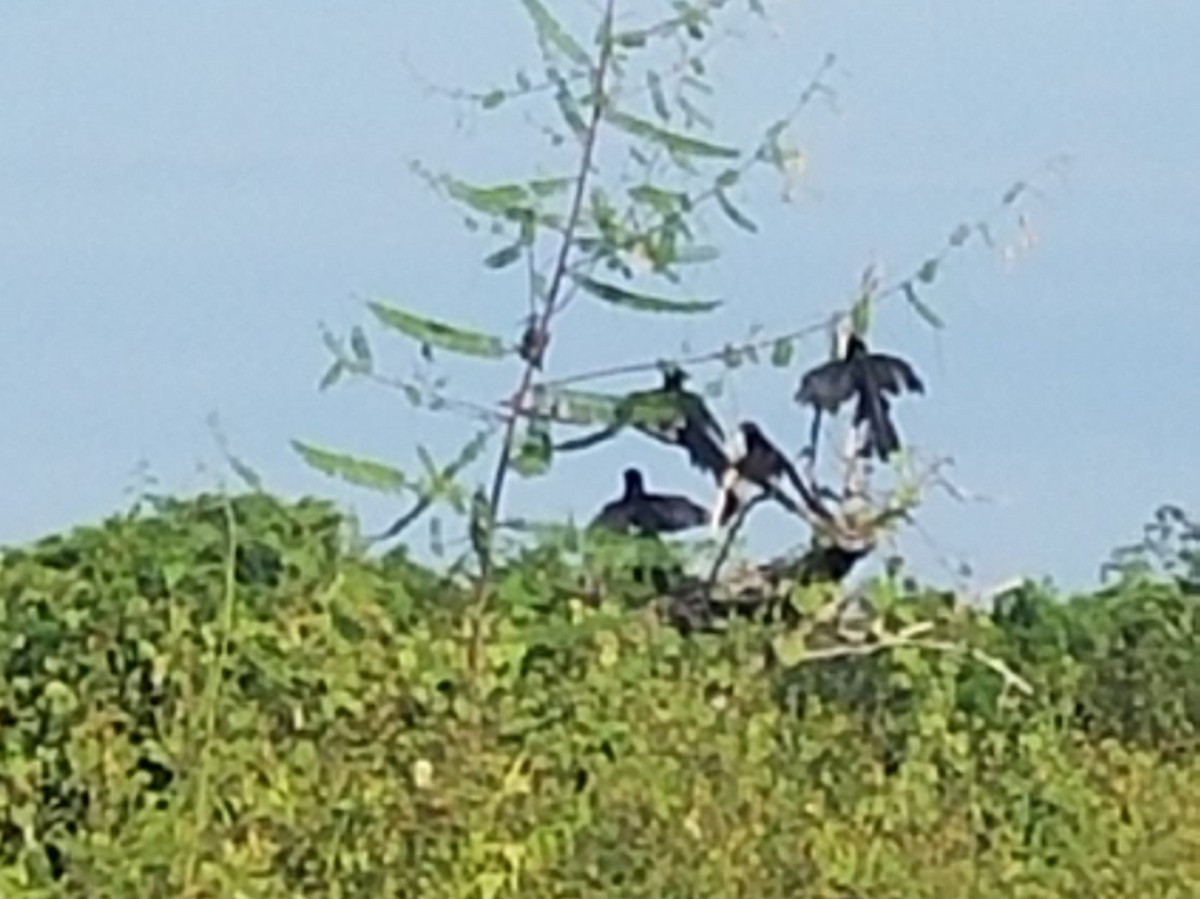 Groove-billed Ani - ML72340351