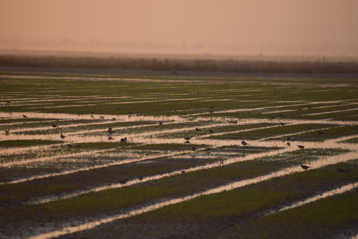 Killdeer - ML72341651