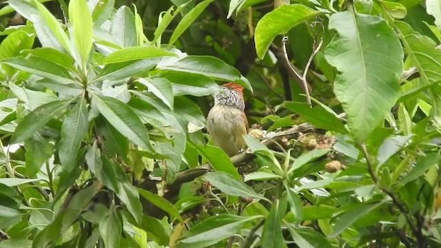 Chapman's Antshrike - ML723417