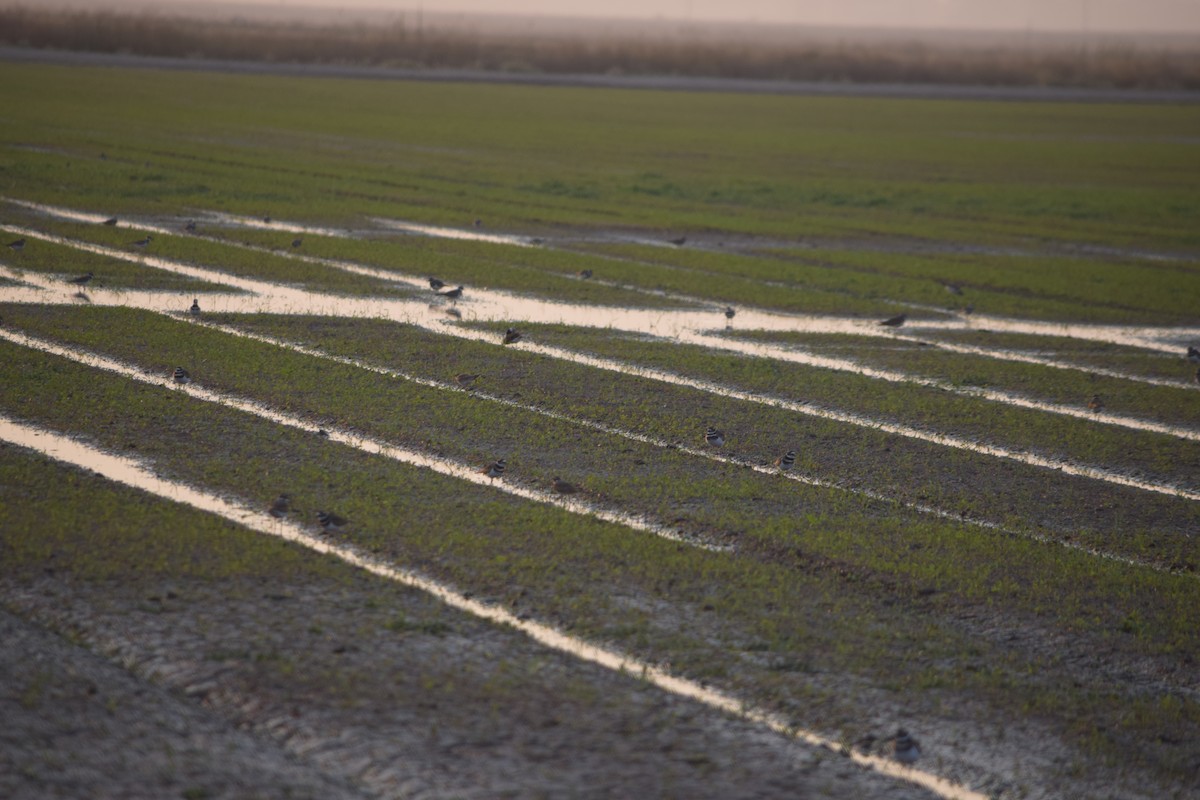 Killdeer - ML72341781
