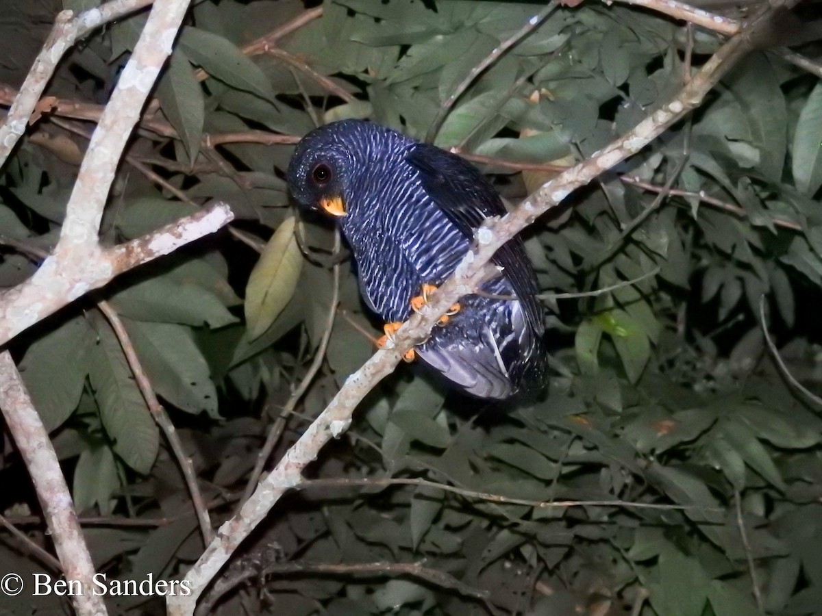 Black-banded Owl - Ben Sanders