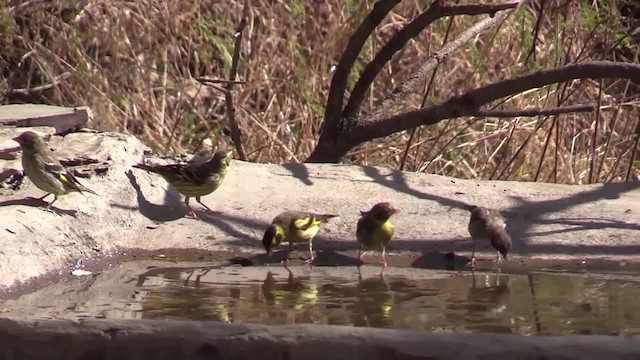 Yellow-breasted Greenfinch - ML723428