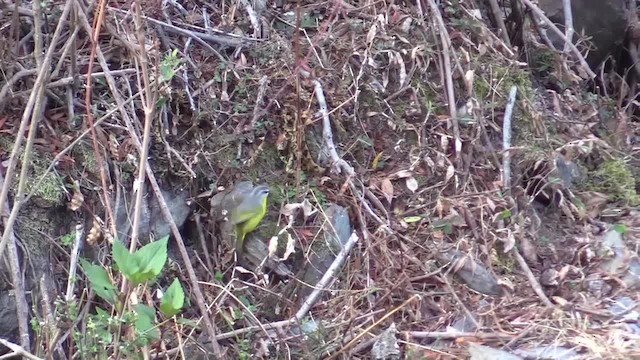 Gray-hooded Warbler - ML723429