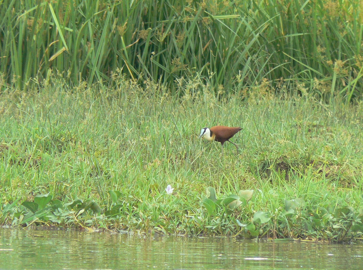 Blaustirn-Blatthühnchen - ML72343111