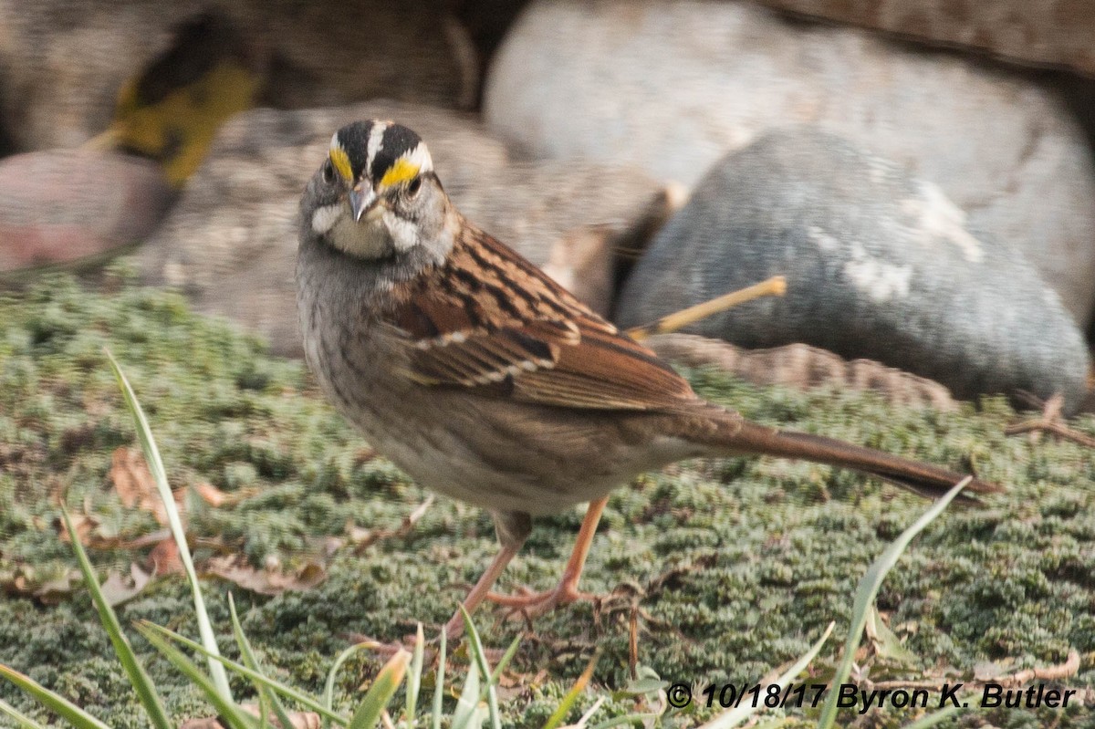 White-throated Sparrow - ML72343471