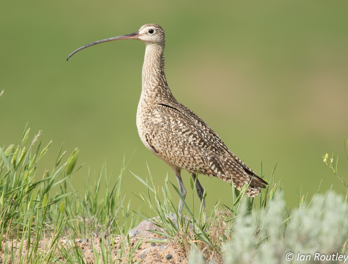 Long-billed Curlew - Ian Routley